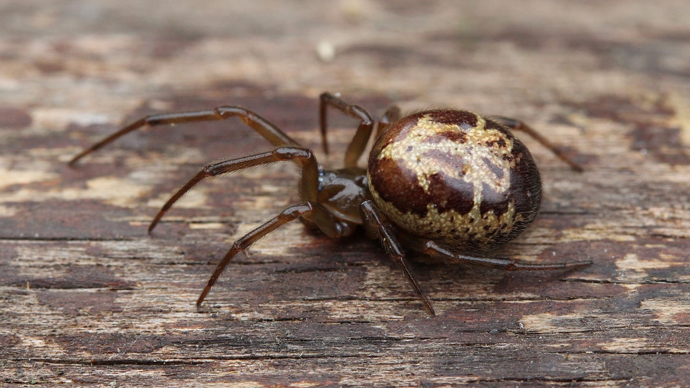 Аромат любви с нотками смерти: как самки пауков заманивают самцов в свои сети