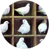 Голубиная сортировка :: Pigeonhole Sort