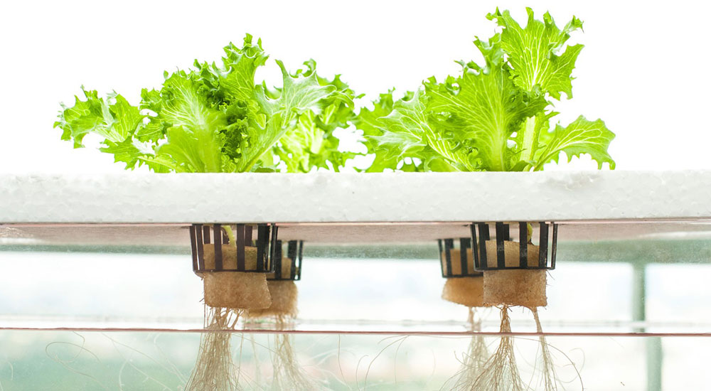 Выращивание салата на гидропонике — виды