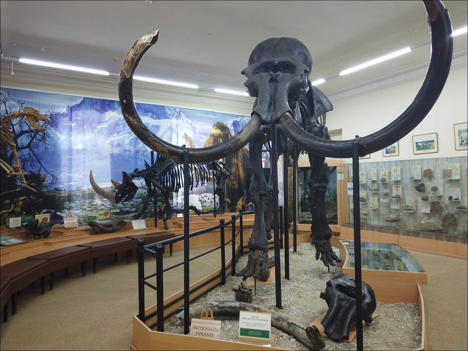 Ivanovich Mammoth displayed as taxidermy specimen.