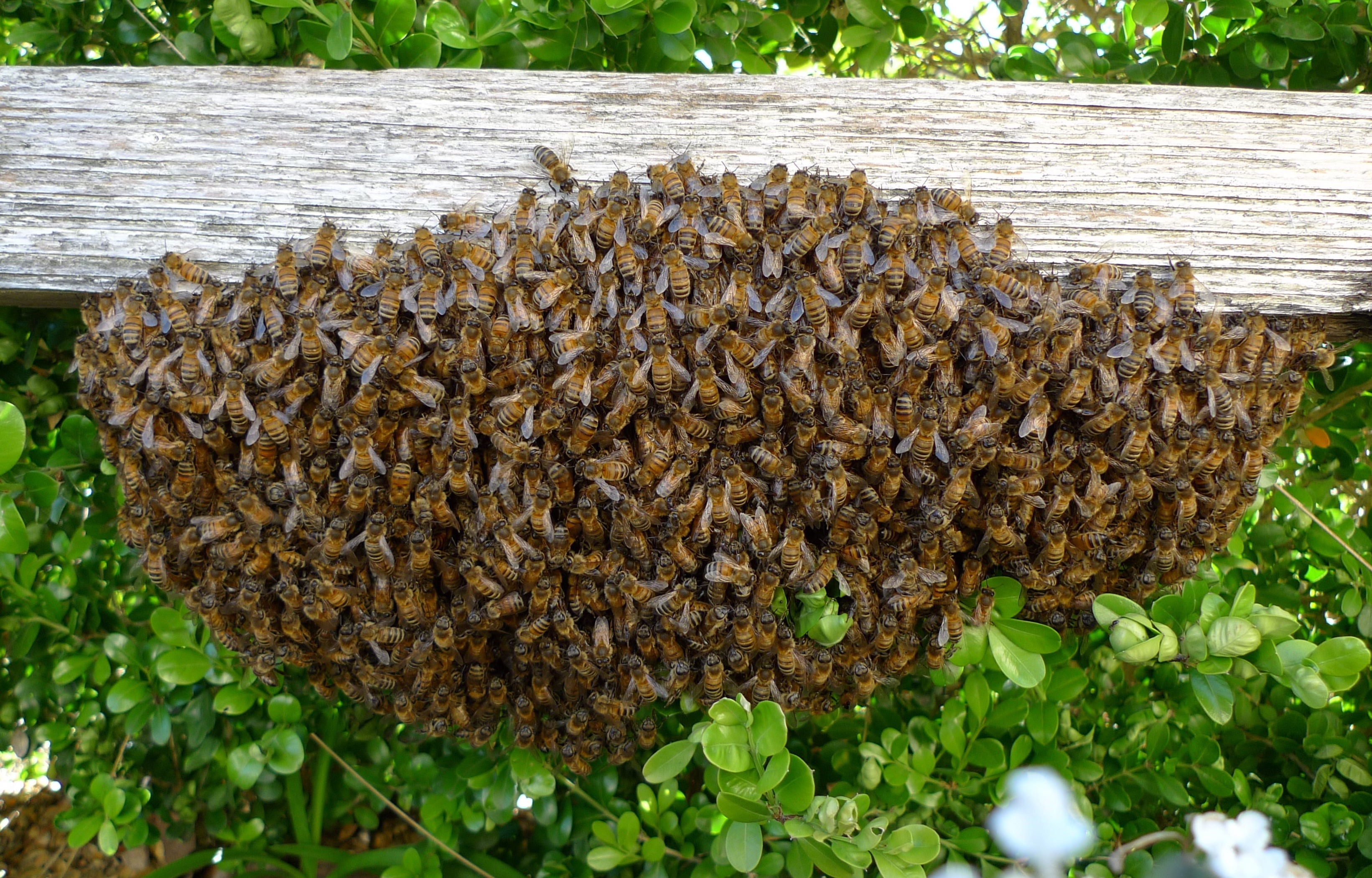 В чем причина меньшей ройности пчел в некоторых ульях и как это объяснить?