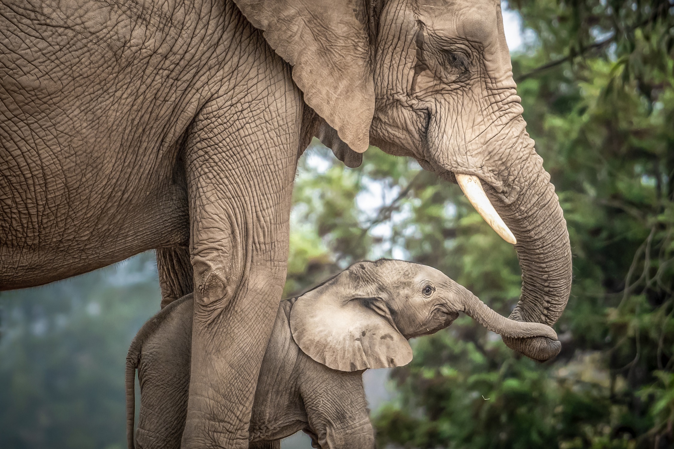 Когда морщины на пользу: кинематика хобота слона