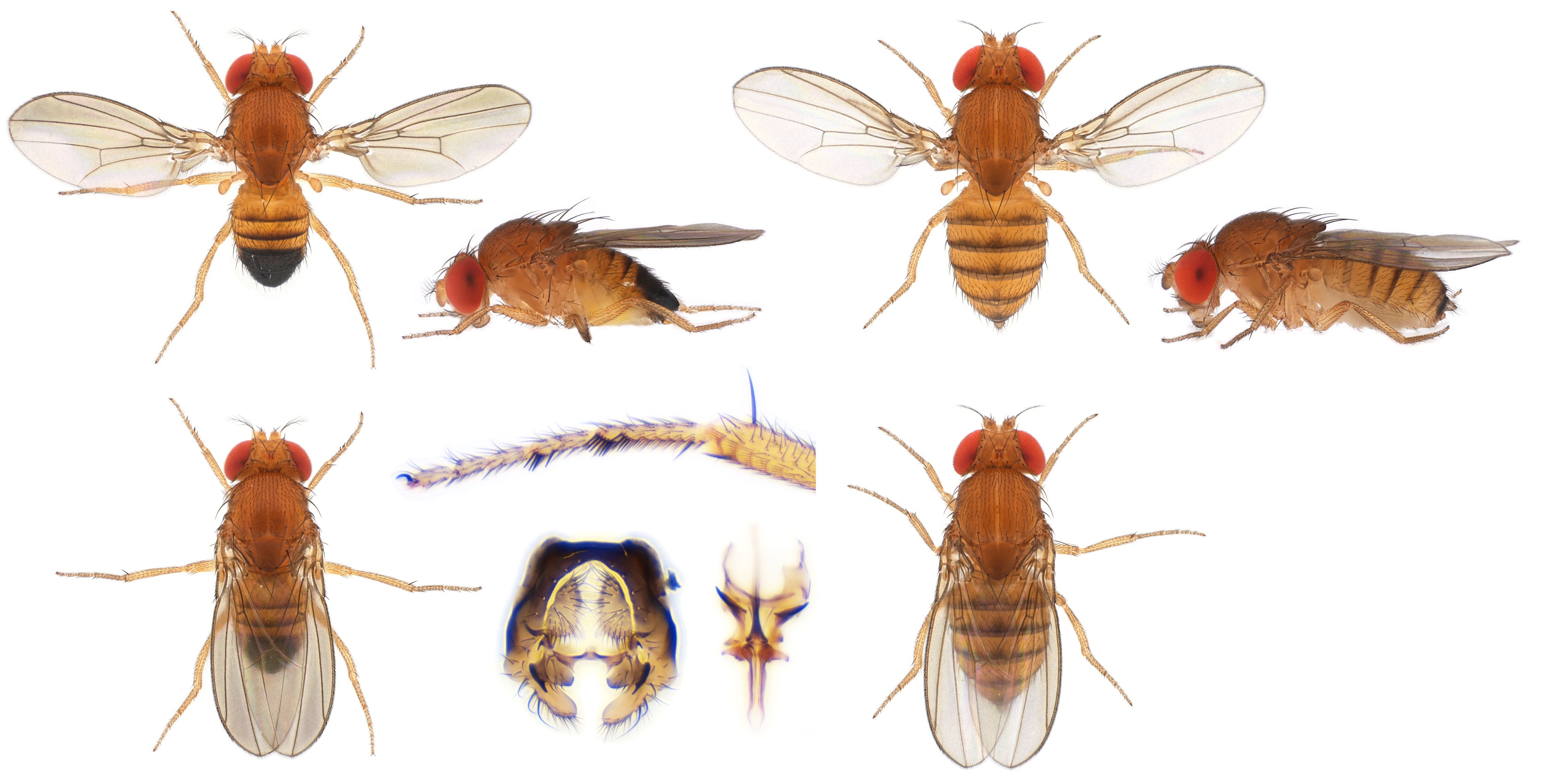 У мух есть пол. Дрозофила диморфизм. Половой диморфизм дрозофилы Меланогастер. Drosophila melanogaster мутации. Самка мухи дрозофилы.