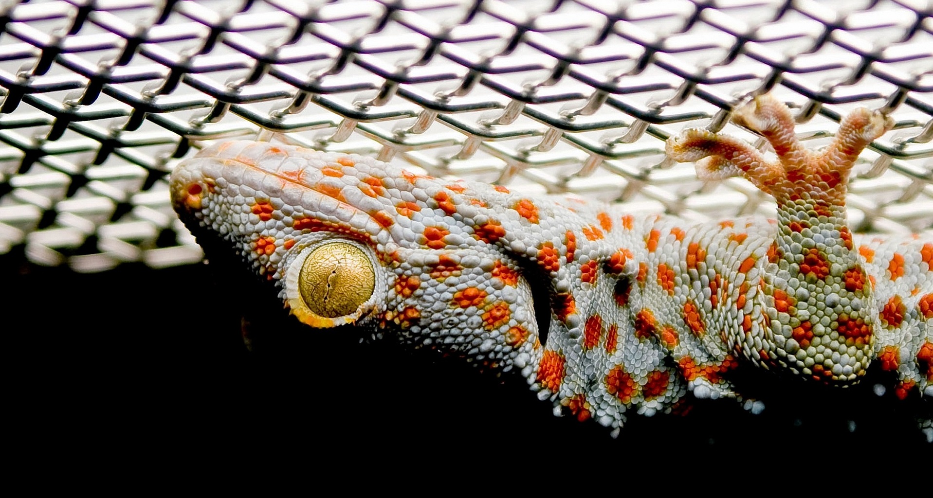 Липкие гекконы: адгезионный липидный слой