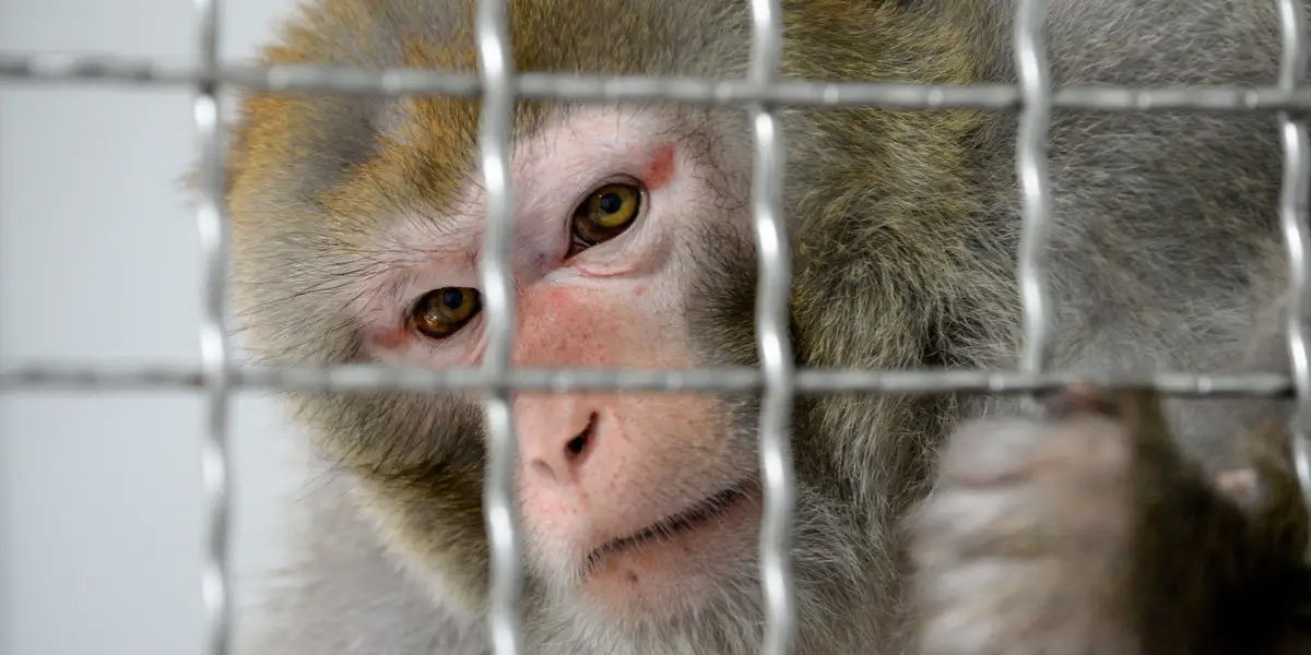 Концлагерь для обезьян. Neuralink Маска обвиняют в убийстве больше 1500 животных в ходе экспериментов
