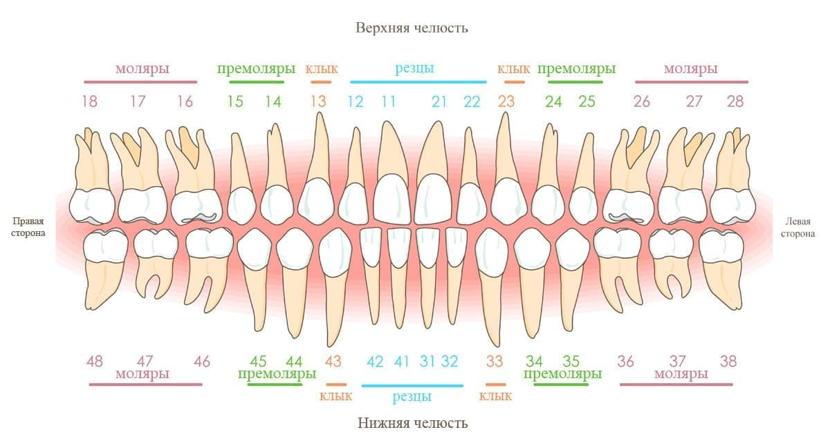 Зуб 1 8. Схема зубов человека с нумерацией стоматологии. Нумерация зубов нижней челюсти. Зубной ряд нумерация схема. Резцы клыки премоляры моляры.
