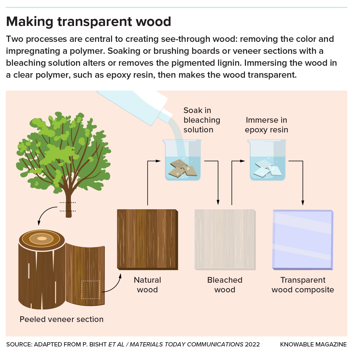 Для создания прозрачной древесины были исследованы различные породы деревьев, включая бальзу, каучуковое дерево, берёзу, сосну и тополь.