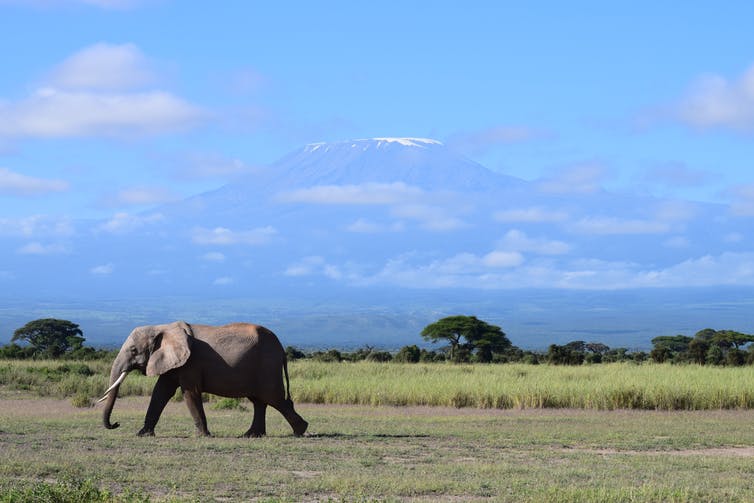 En Amboseli, el parque nacional de Kenia, los elefantes comparten más del 80% de su ganado con ganado y granjeros.