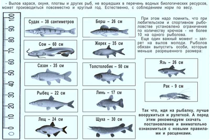 Виды Красной Рыбы Список Фото